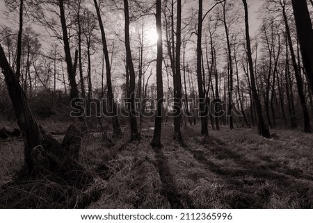 monochrome photo. horror, halloween. forest swamp with dry grass and dead fallen trees, water, wildlife in early spring, nature background. autumn in the swamp. concepts impassable places, survival