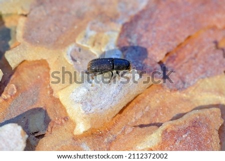 Bark Beetle Tomicus piniperda. Beetle on pine bark. Royalty-Free Stock Photo #2112372002