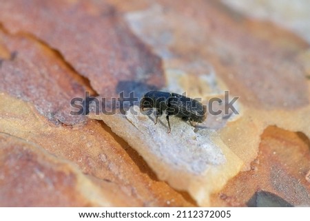 Bark Beetle Tomicus piniperda. Beetle on pine bark. Royalty-Free Stock Photo #2112372005