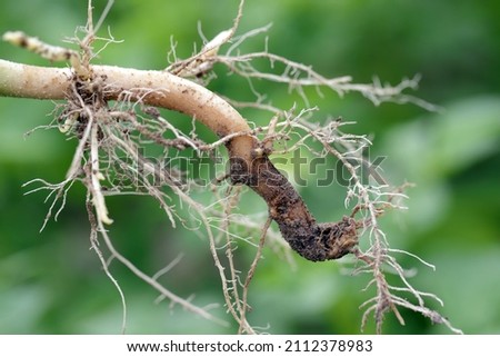 Lupine root destroyed by disease. Causes withering of the entire plant and yield loss. Royalty-Free Stock Photo #2112378983
