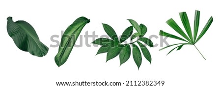 Set of green leaves and tropical plant leaves on white background for Flat layd.clipping path design elements. Royalty-Free Stock Photo #2112382349