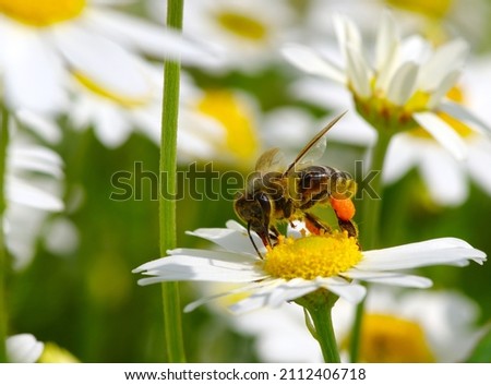 Honey bee worker collecting pollen from flower 