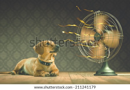 The dog is cooling down with the fan while watching the yellow ribbons in motion. Depth of field in eyes line and center of the fan. Royalty-Free Stock Photo #211241179