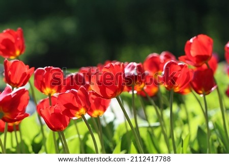 beautiful red tulip flowers with selective focus in the park. Spring landscape large format  with copy space for text