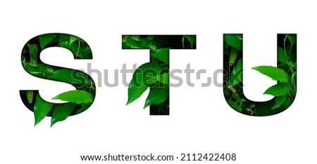 Leaf font S,T,U isolated on white background. Leafs font S,T,U made of Real alive leaves with Previous paper cut shape of font. Leafs font Royalty-Free Stock Photo #2112422408