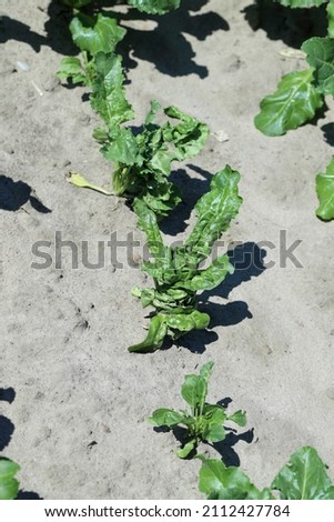 Beet plants damaged by crop protection products - phytotoxicity, deformed plants.