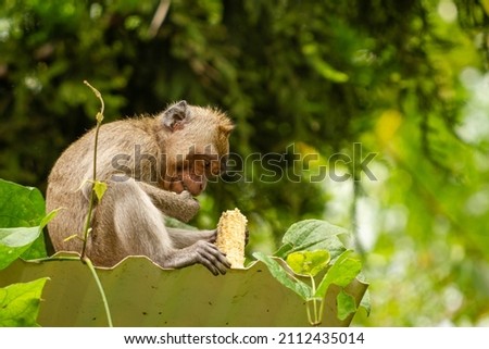 A wild monkey that came down the mountain due to an eruption, is eating leftover corn on the cob in a park