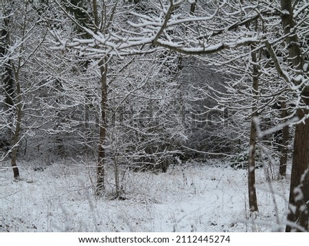 Trees and bushes covered with snow and frost