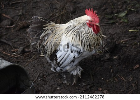 Rooster, Cockerel in Chicken Pen