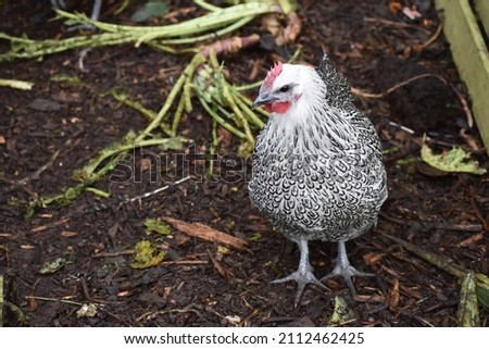 Rooster, Cockerel in Chicken Pen