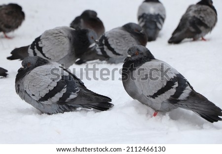 Pigeons on the snow in winter