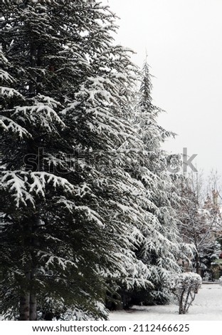 Pine tree and covered with snow in winter