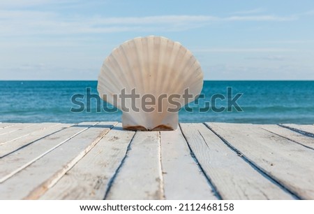 Beautiful shell in front of blue sea