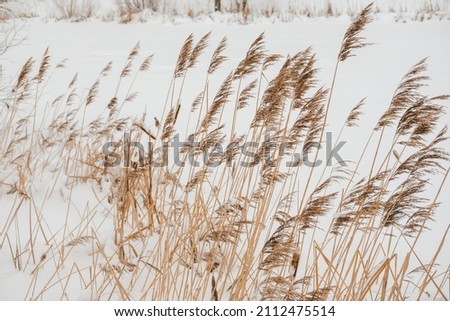 Pampas grass outdoors in light pastel colors, against the backdrop of snow