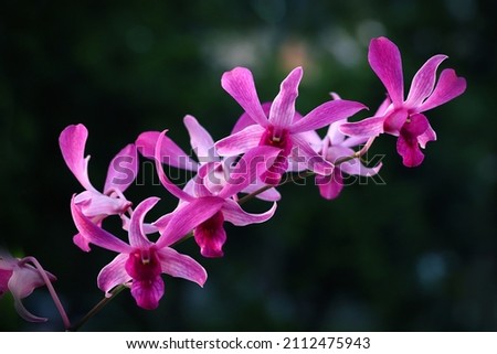 Pink orchid flower isolated on dark background