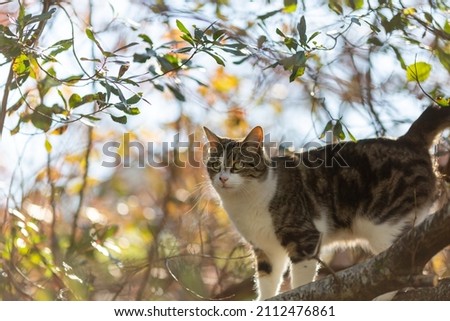 tiger cat on tree branch