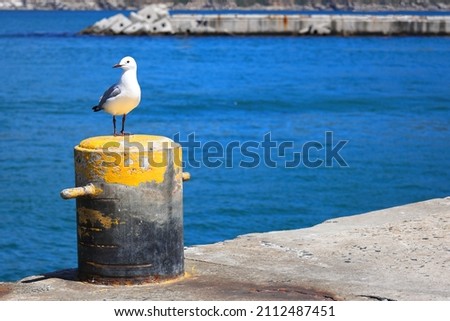A single seagull sitting on the harbour at Hout Bay, South Africa. Royalty-Free Stock Photo #2112487451