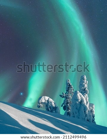 Aurora Borealis, Northern Lights, over moonlight winter landscape, spruce trees covered with hoarfrost and snow, Koli National Park, Finland