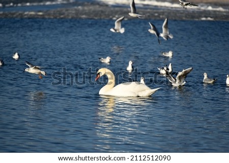 White swan floating the pond in winter time,elegance in wild bird