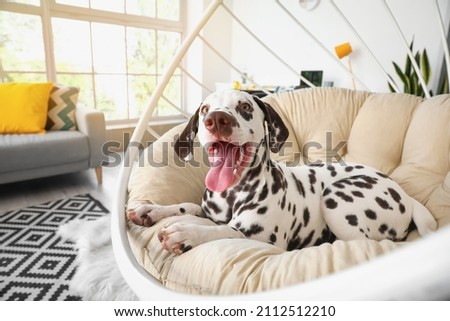 Funny Dalmatian dog lying in armchair at home Royalty-Free Stock Photo #2112512210