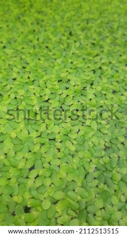 
a bunch of green duck weed plants, looks very beautiful