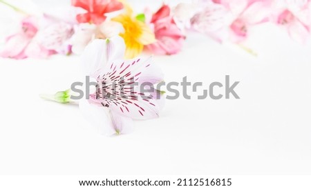 Floral arrangement of multicolored alstroemeria flowers on a white background. High quality photo