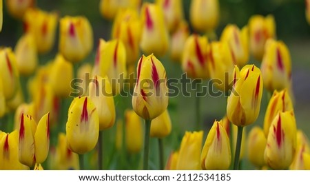 Spring background with beautiful yellow tulips, selective focus and large format
