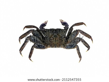 Salted crab isolated on white background.
             