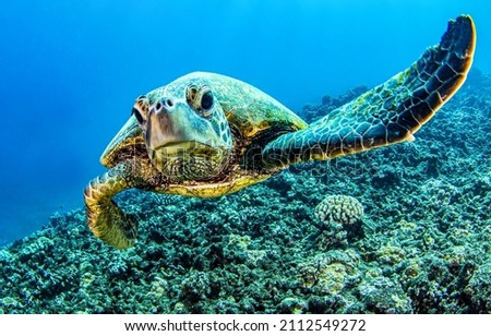 Under water sea turtle. Diving scene of turtle undersea