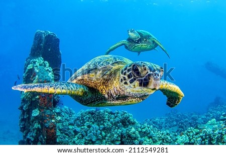 Sea turtles swims underwater. Underwater sea turtles. Sea turtles underwater scene. Sea turtle underwater closeup Royalty-Free Stock Photo #2112549281