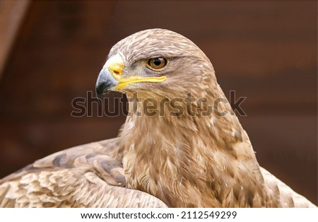 Portrait of a hawk closeup. Hawk head