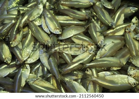 many kind of cultivation and sea and pond fish