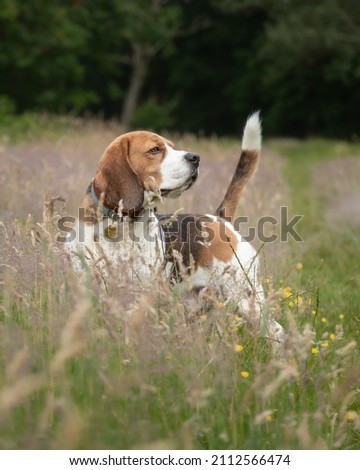 Dog in nature. Purebred beagle looking handsome. Regal dog in nature. Beautiful beagle. Royalty-Free Stock Photo #2112566474
