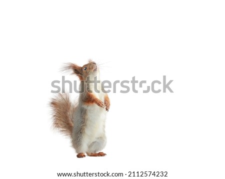 squirrel stands on its hind legs and looks up isolated on a white background