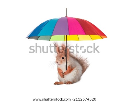 squirrel holding colorful umbrella isolated on white background