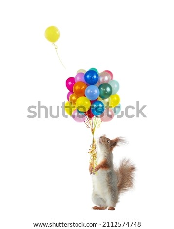 squirrel holding balloons isolated on white background