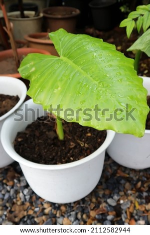 Alocasia, Alocasia macrorrhizos or Alocasia plant or dew drop on the leaf