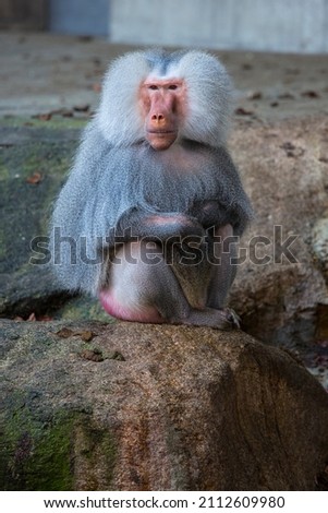 Closeup of a baboon monkey in the zoo of Munich, Germany