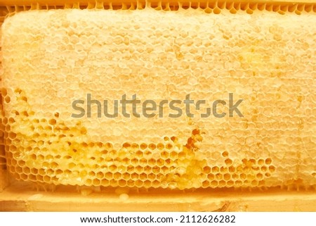 Hive. Beekeeping concept. Background texture of a section of wax honeycomb from a bee hive filled with golden honey