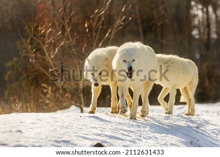 Arctic wolf (Canis lupus arctos) the pack ran after the leader on a sunny day in a landscape of snow