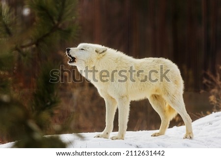 Arctic wolf (Canis lupus arctos) he began to howl very sadly