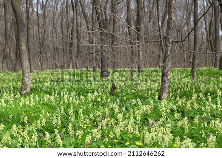 Spring forest with blooming white flowers. Corydalis