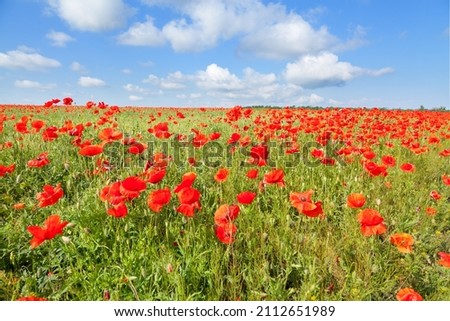 Poppy flower field under the blue sky on a bright summer day