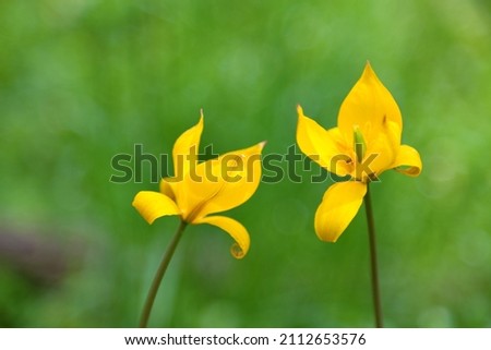 Close up photo of yellow tulips on the blurred green background.