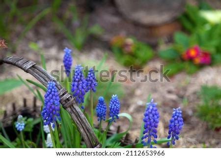 Blue spring flowers growing in a wooden busket in the garden.