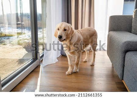 A young golden retriever stands with his snout closed on modern vinyl panels, visible terrace window and sofa.