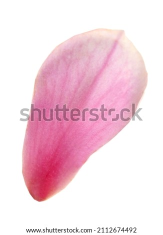 A pink magnolia petal flower