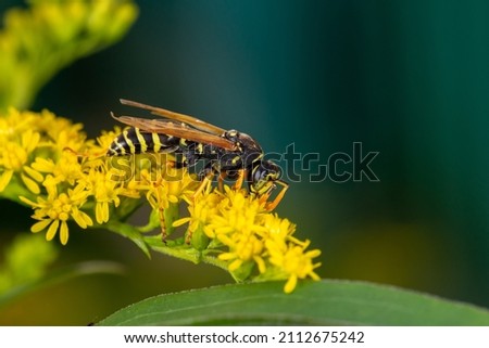 Wasp sitting on small yellow flowers macro photography on a sunny summer day. Close-up photo of a wasp sitting on a plant with yellow flowers in the summertime.