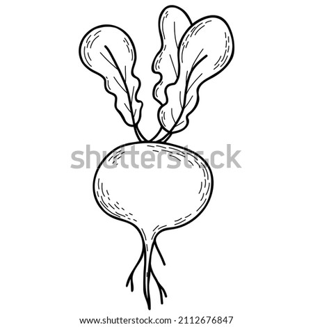 Vegetable root. Beetroot with leaves. Vector illustration. Linear hand drawing, outline for design and decoration, menu design and recipes Royalty-Free Stock Photo #2112676847