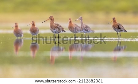 Flock of Black-tailed Godwit (Limosa limosa) Resting and Foraging in shallow Water of a Wetland during Migration. The Netherlands as an important Breeding habitat for the Black Tailed Godwit as well.  Royalty-Free Stock Photo #2112682061